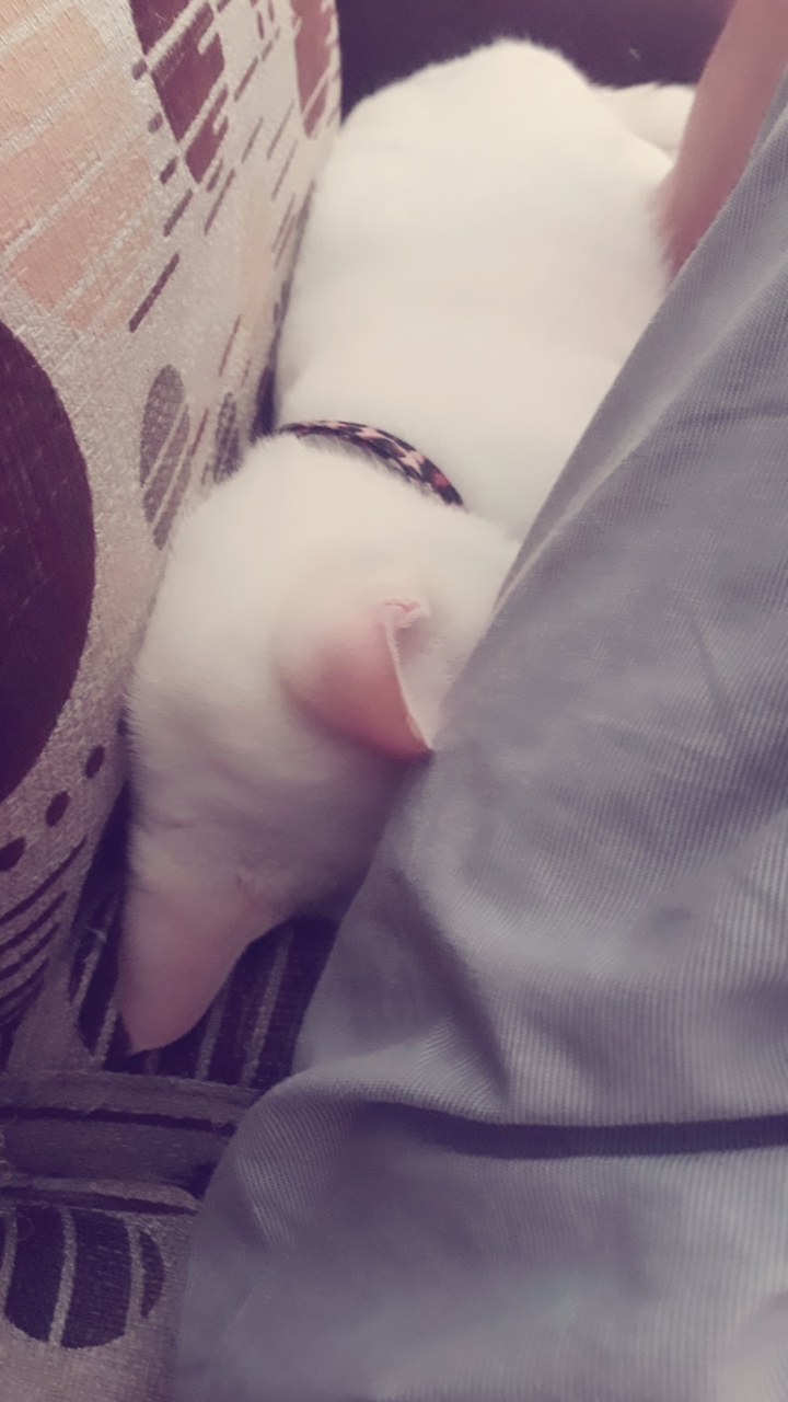 my little friend