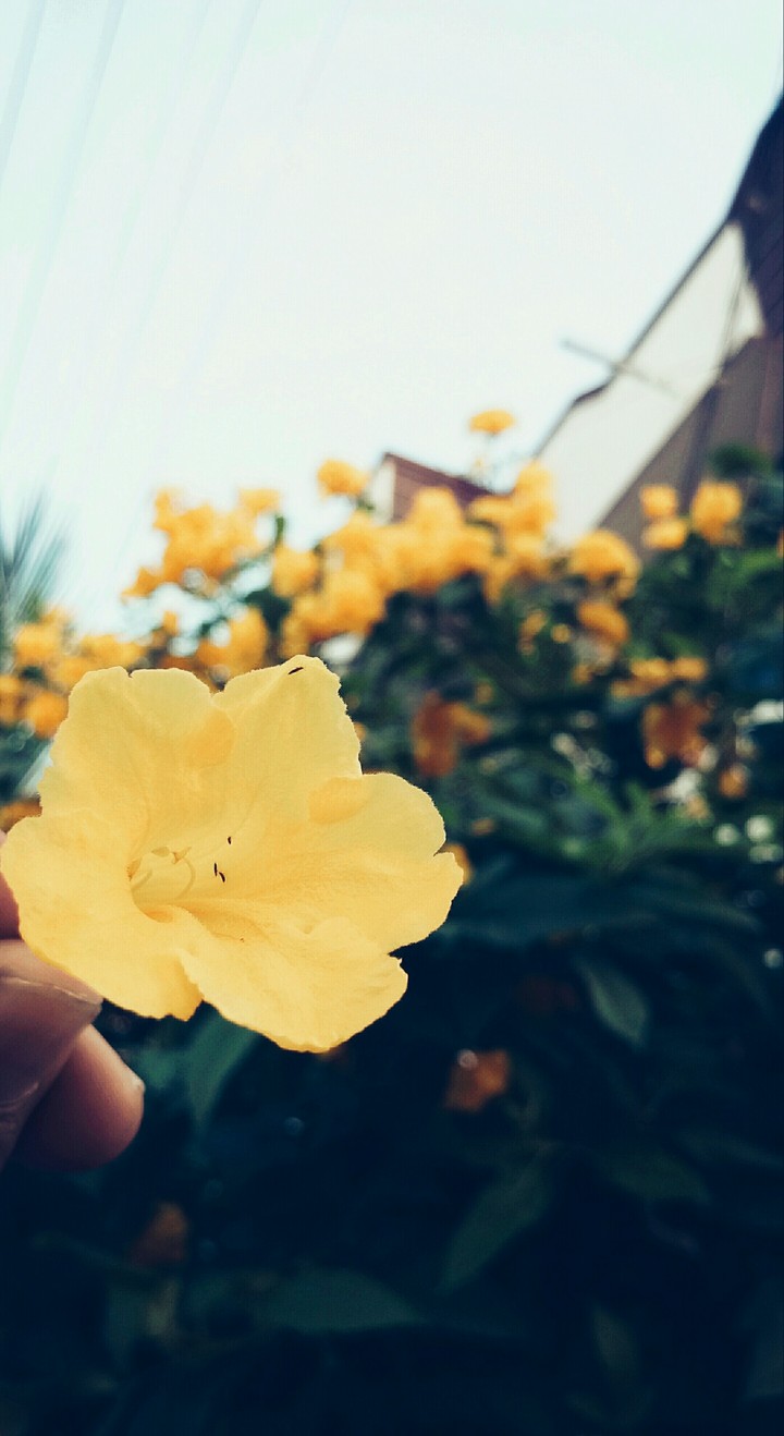 Yellow Yellow..