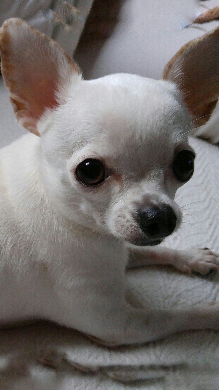 my small white dog