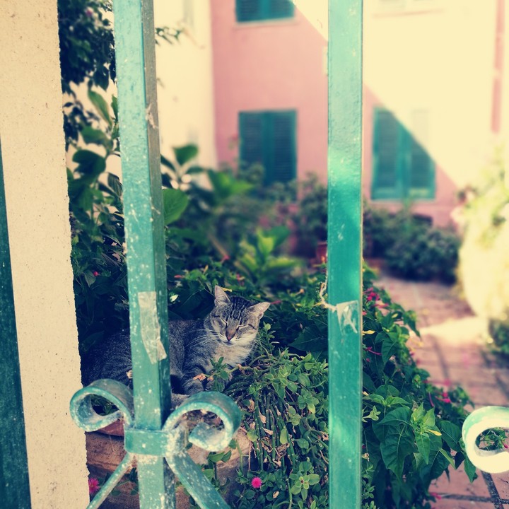 daydreaming cat