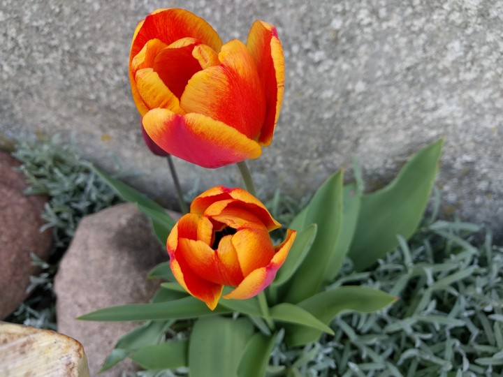 spring