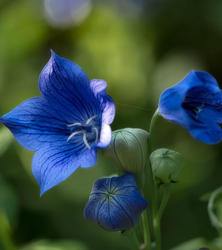 Bellflower