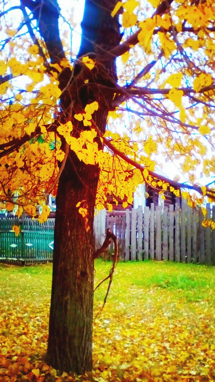 золотая осень