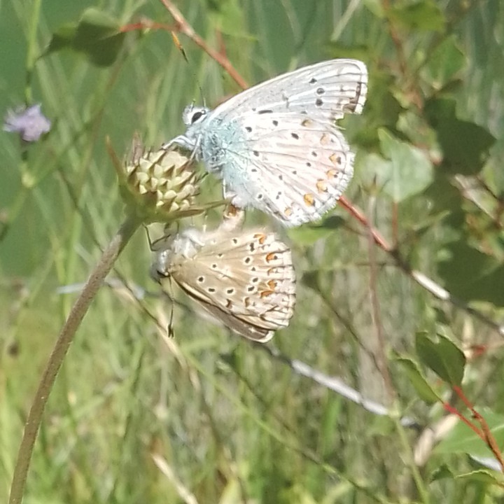 Papillons câlins