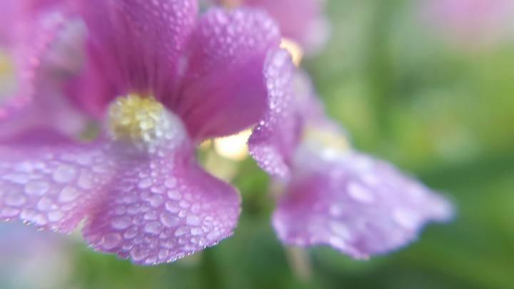 Frozen Water Droplets.