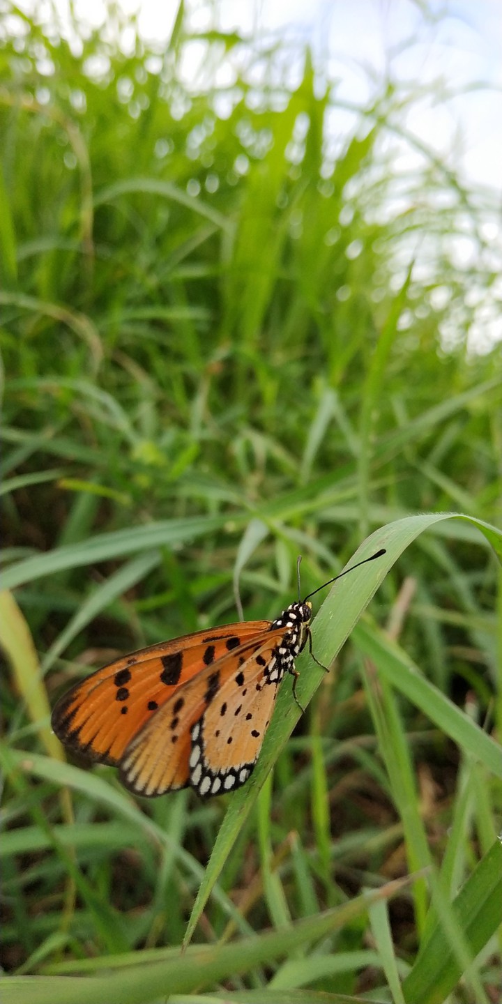 Butterfly #1