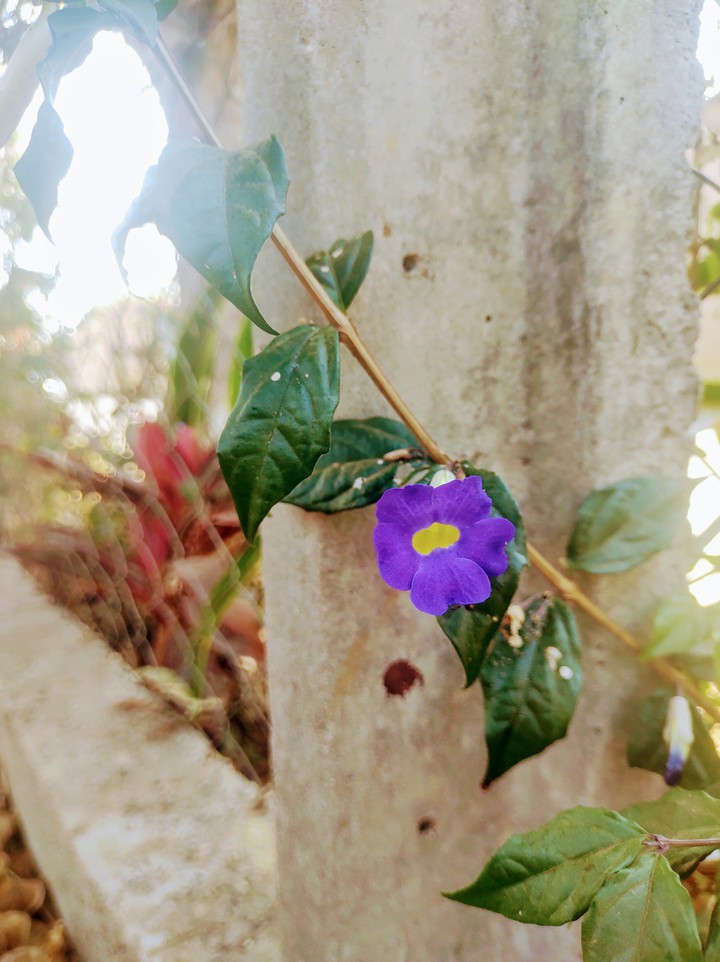 flores