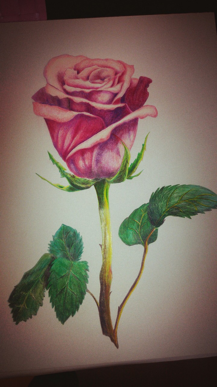 rose (pastel)