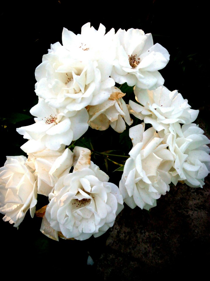 rose