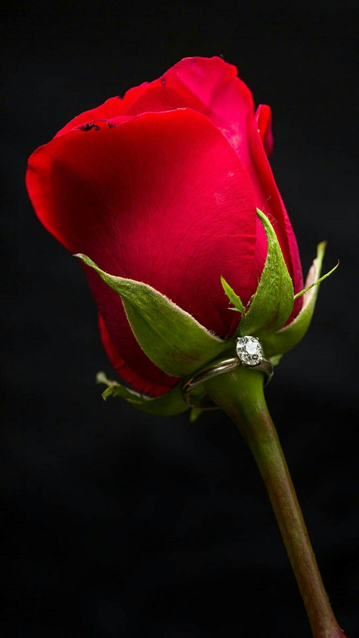rose