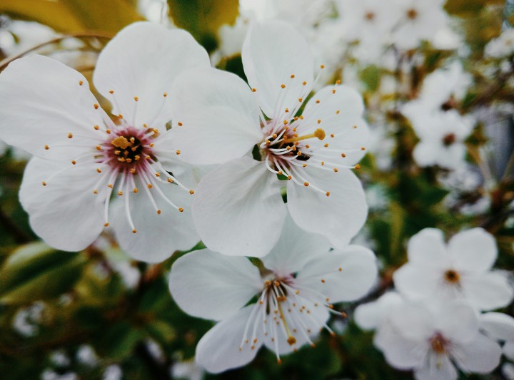 spring