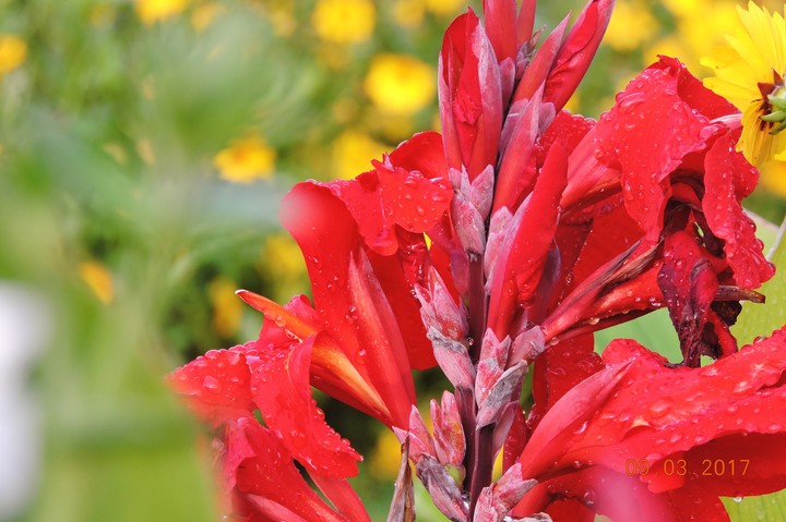 Flowers