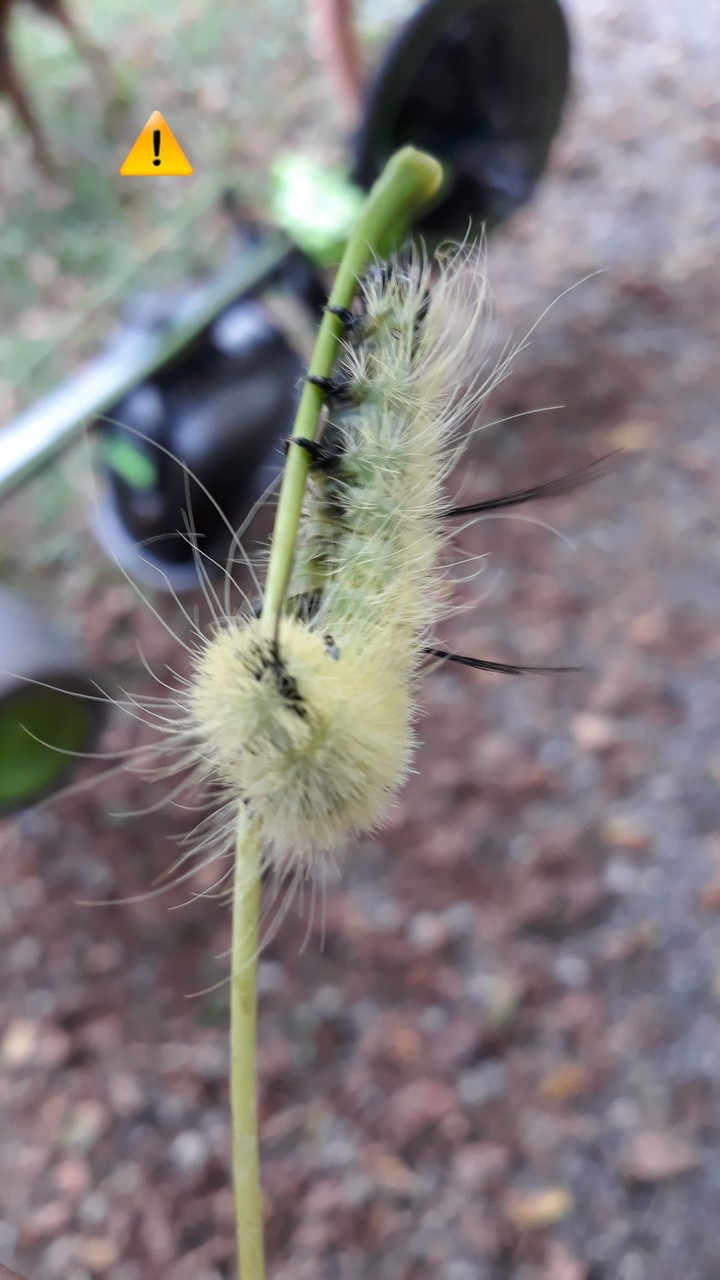I want to sting you