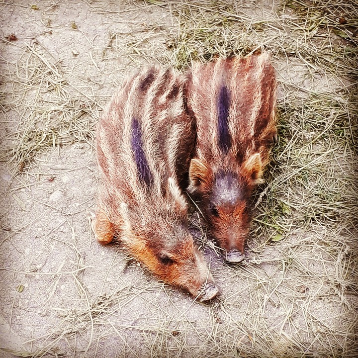 pigs