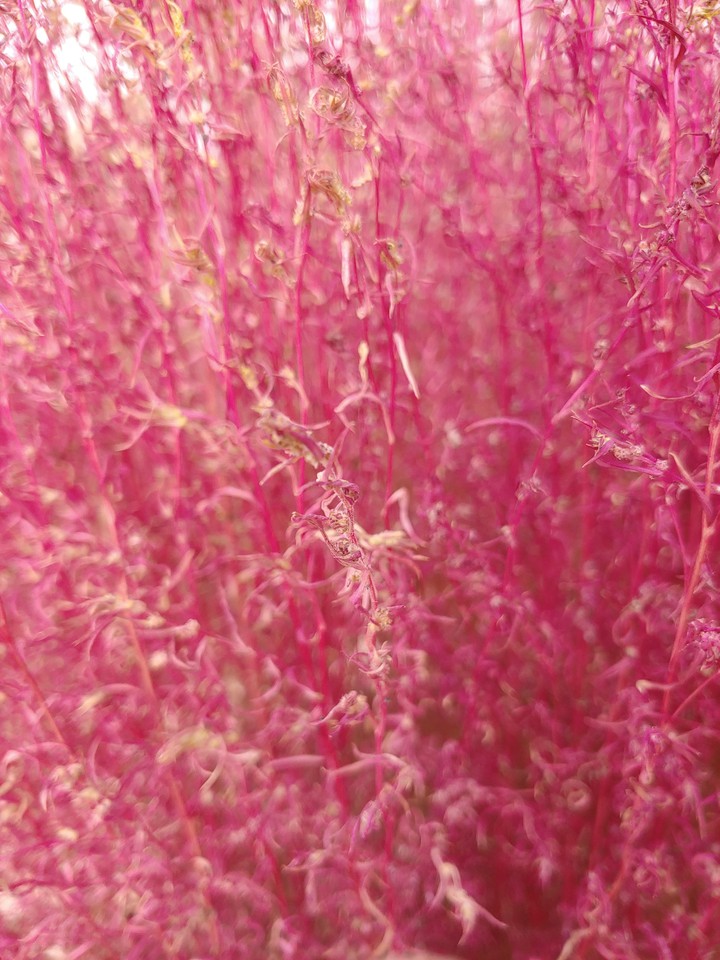 pink flower