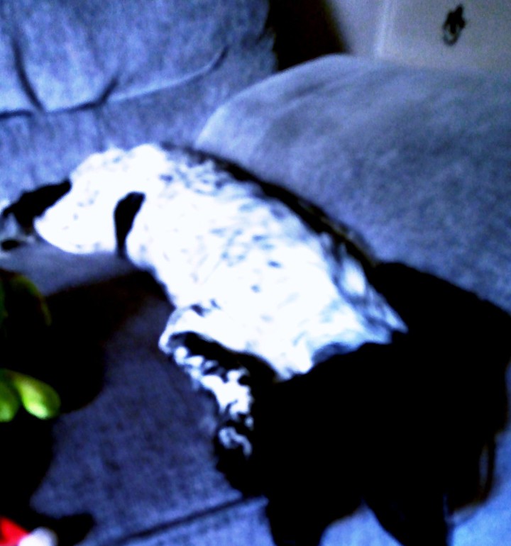 dogo