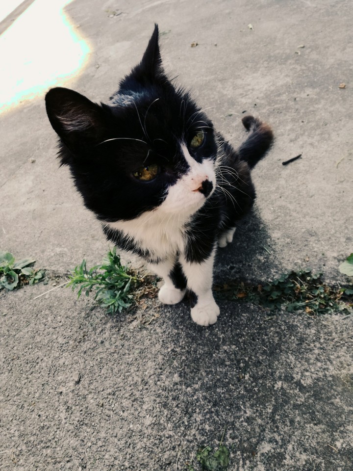 cat