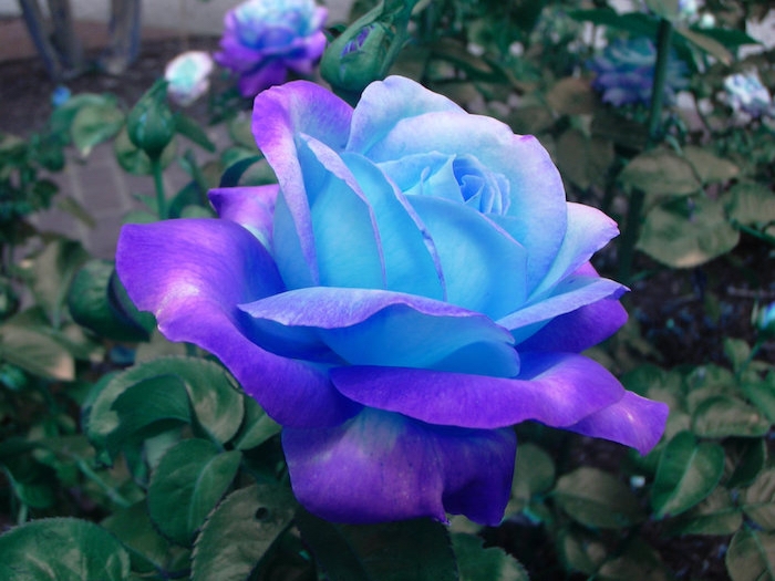 La Rosa blu e viola