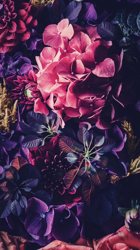 fonds d'écran fuchsia, petals