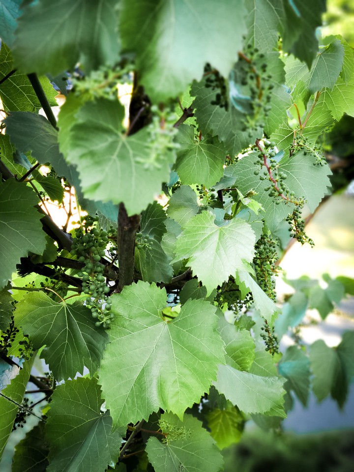 Grape Leaves