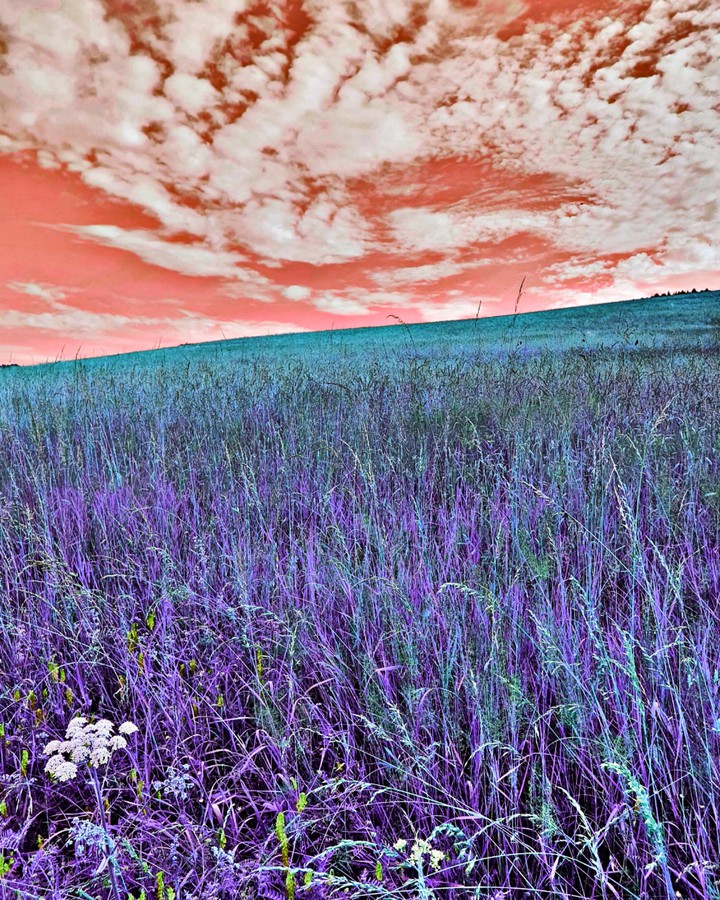 lilac Meadow