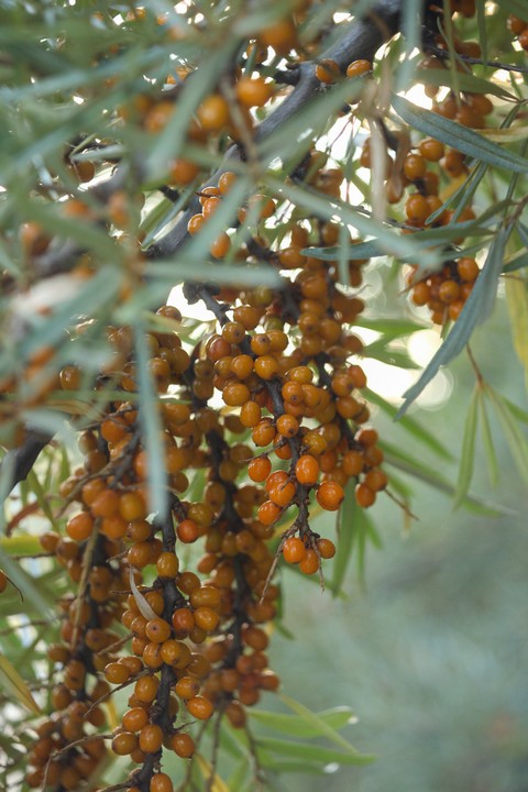 тапети plant, buddleia
