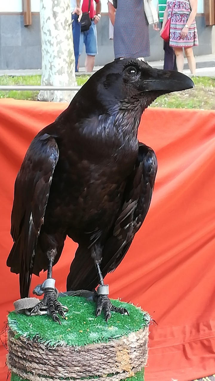Cuervo