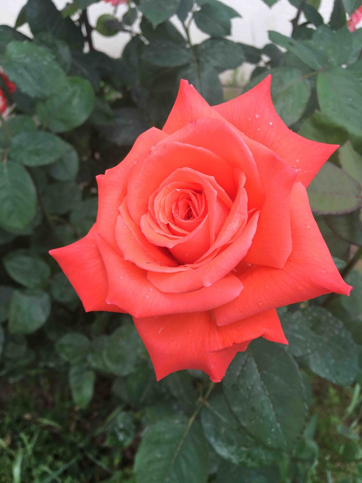 rose