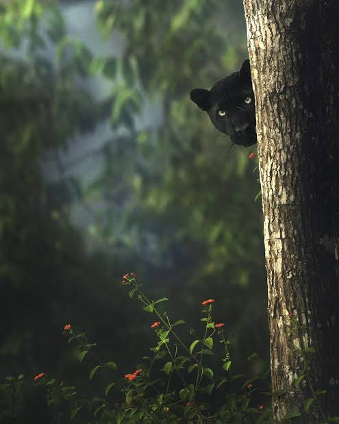 black panther Peek from behind the tree