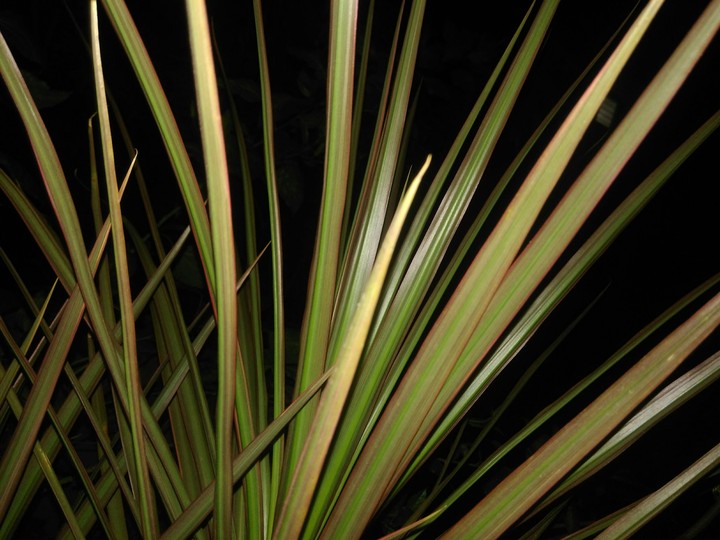 Plant - My clicks