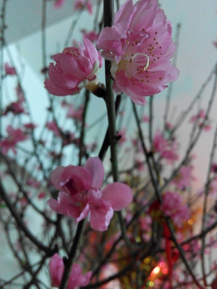 Tet holiday