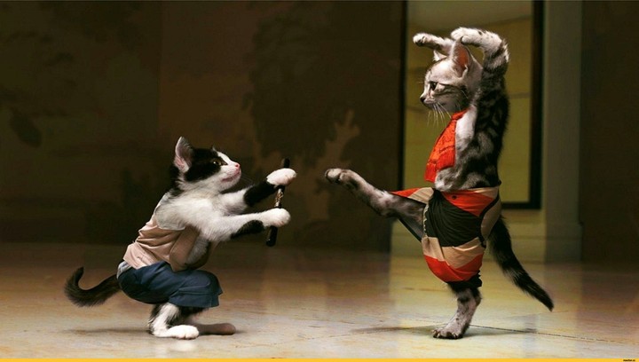 cat
