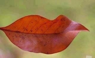 Leaf