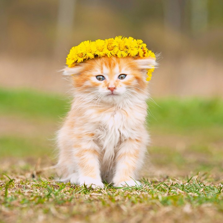 Cat ❤