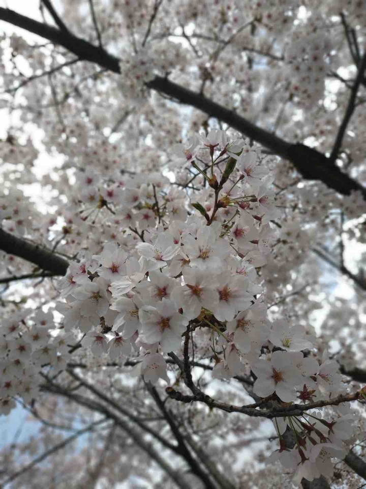 cherry