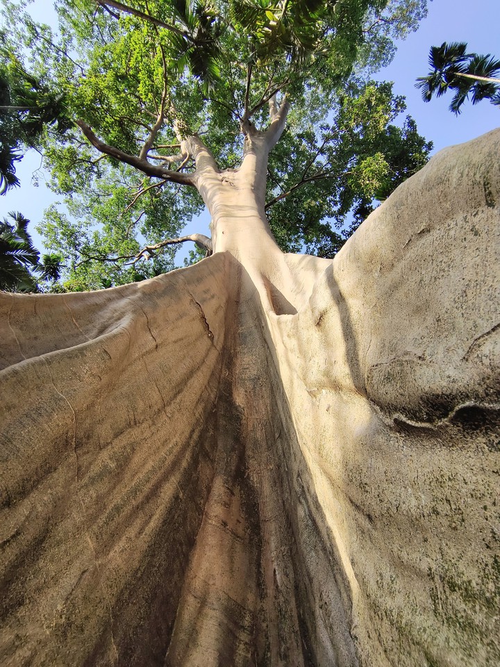 The big tree in Thailand