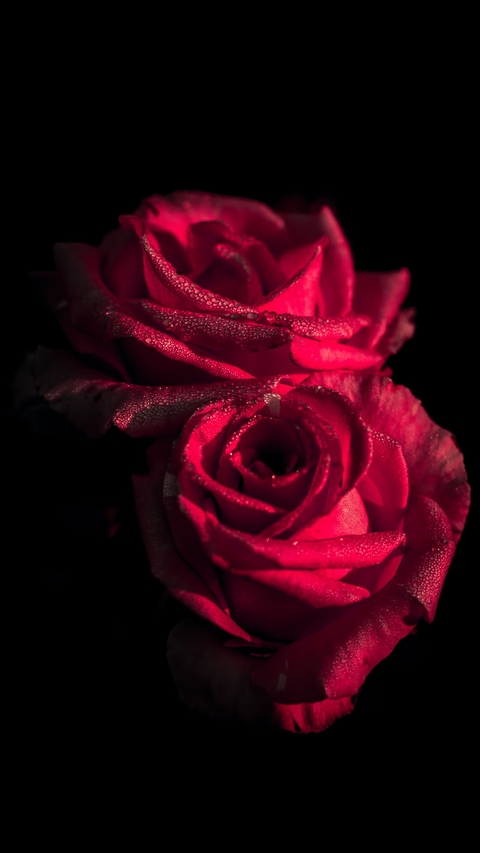 red red rose