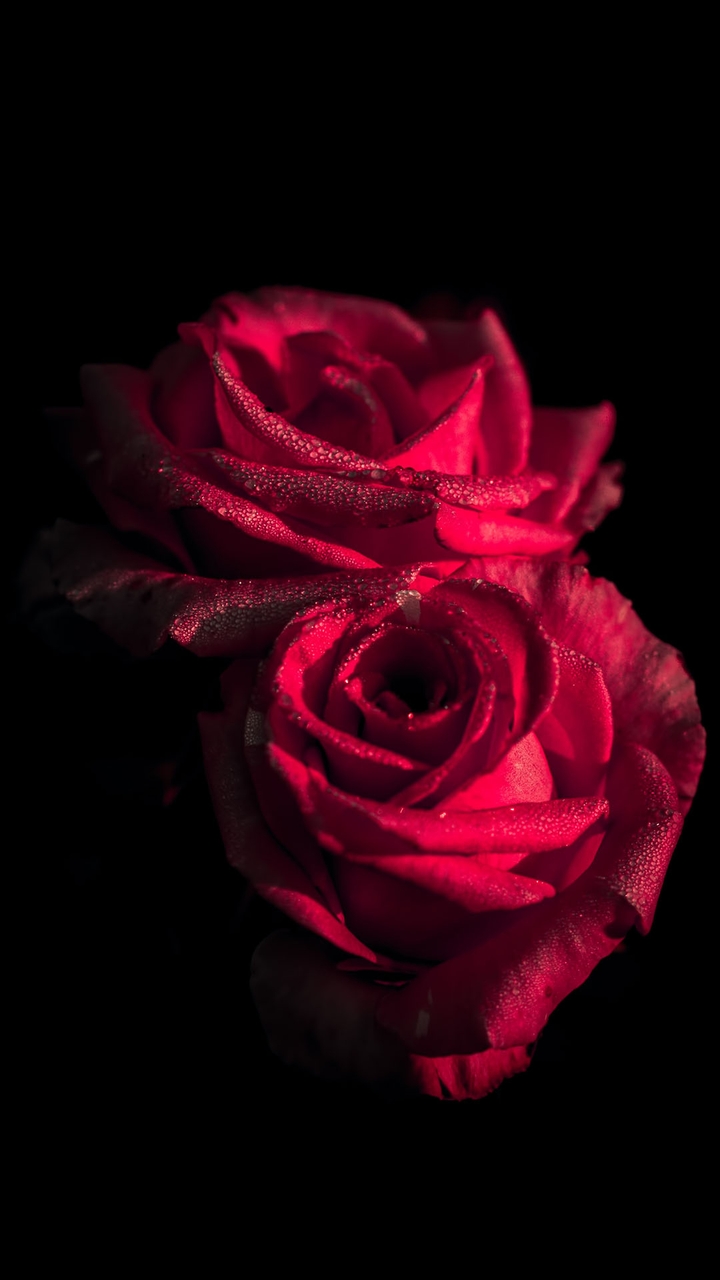 red red rose