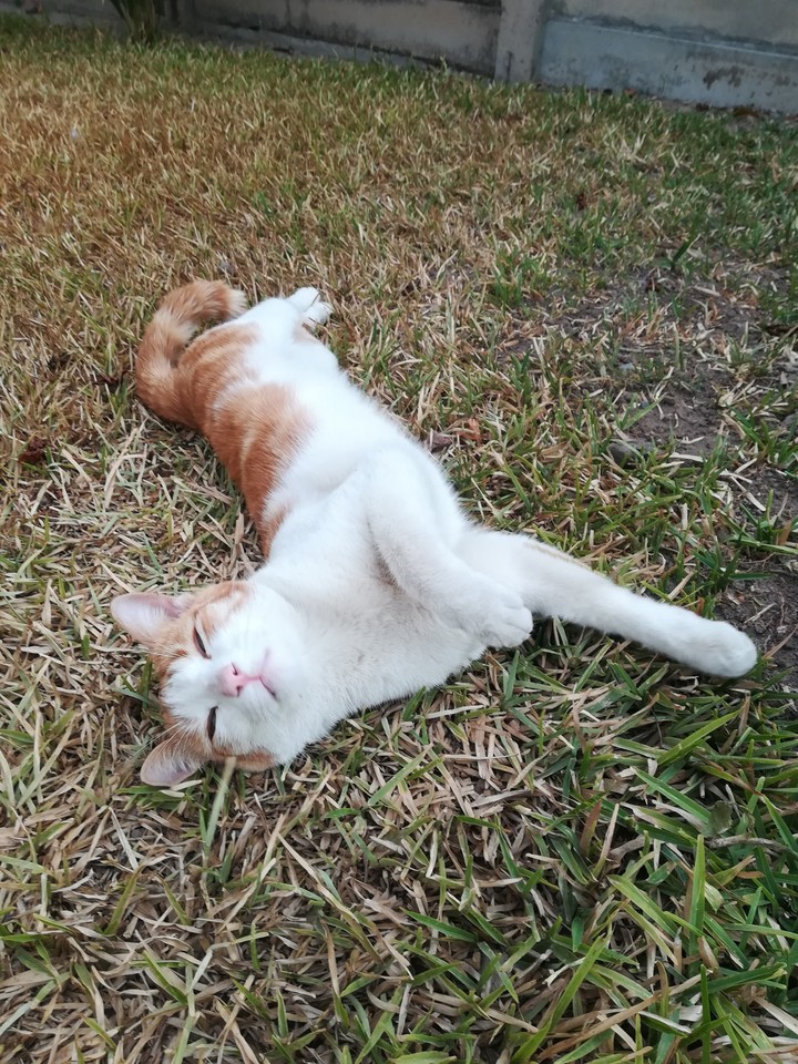 Kitty