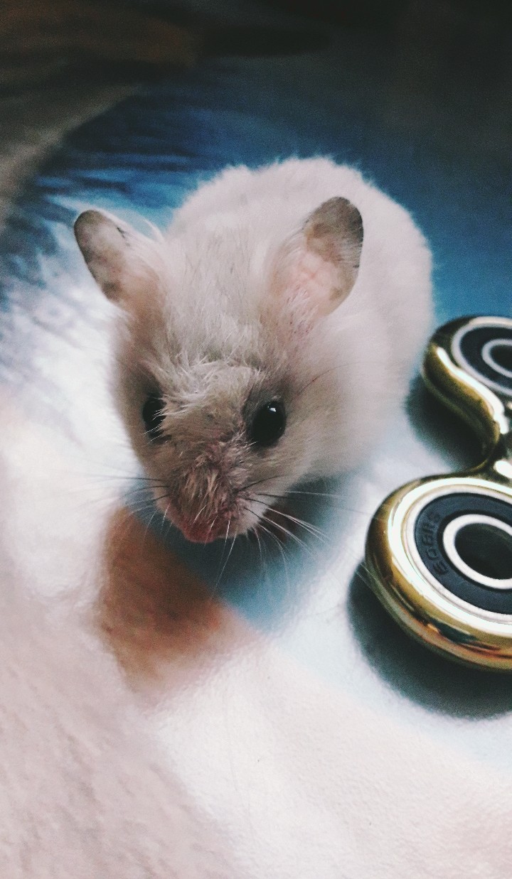 Hamster