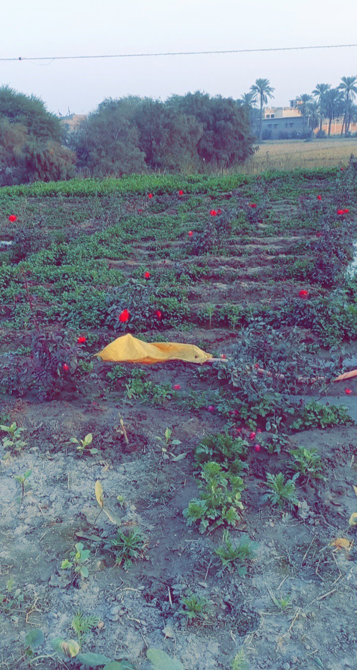 A nursery at my village