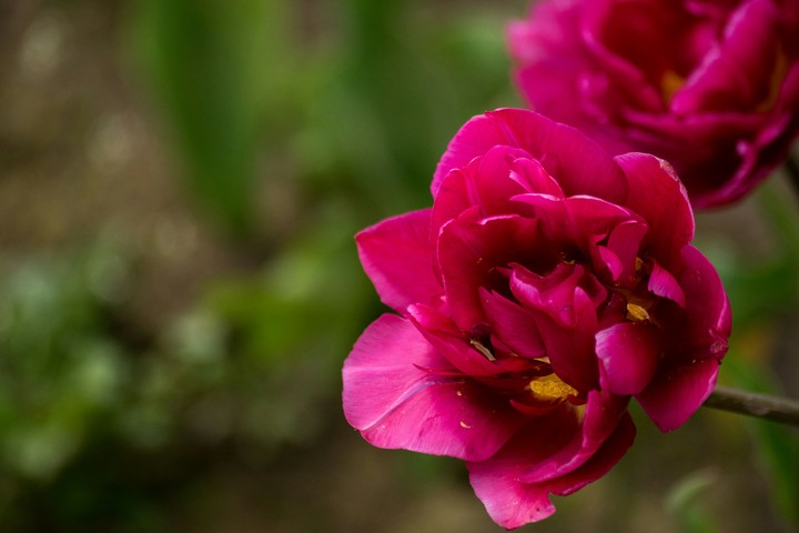 Tulip