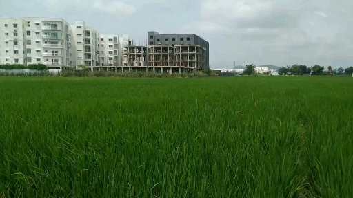 Nature lovely breeze