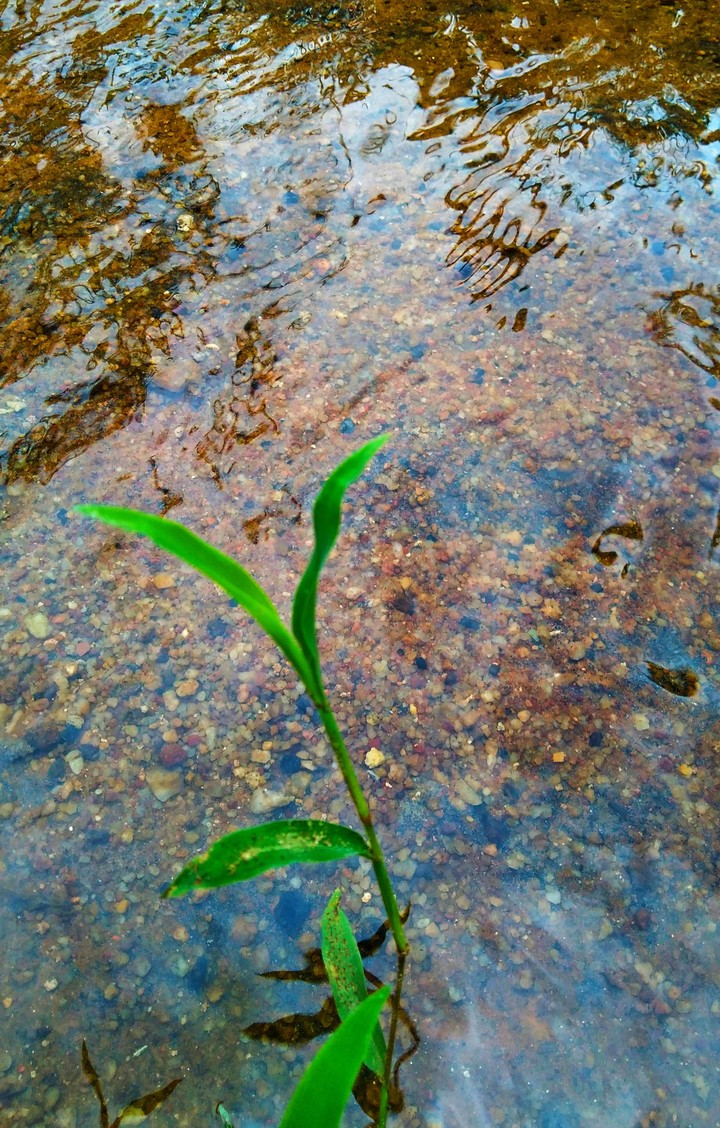 greeny
