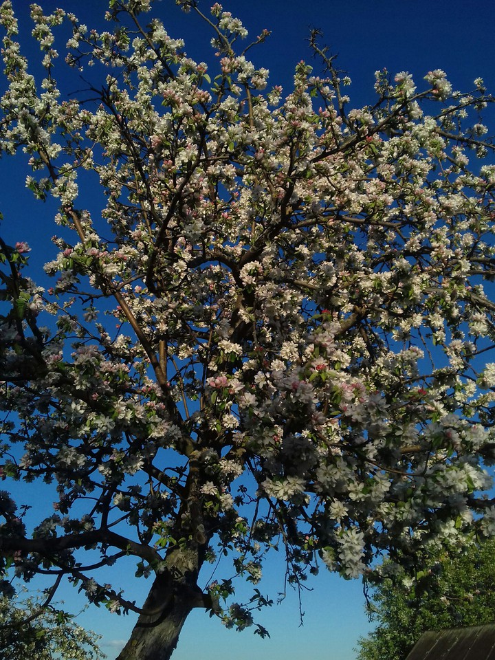 Apple tree