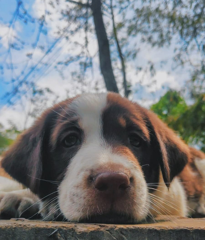 Dog