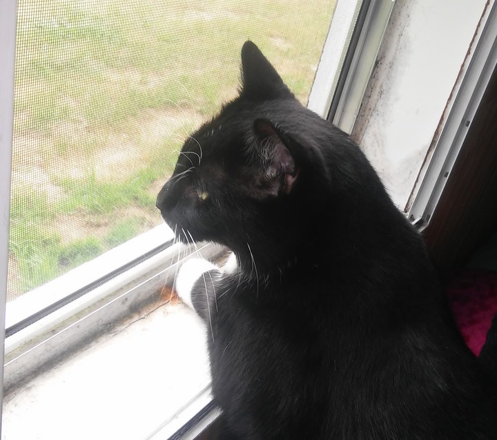 King DIamond as curious as ever.