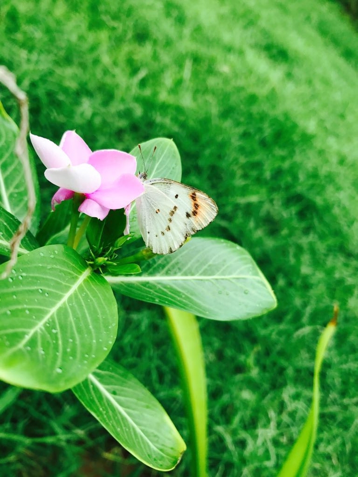 # butterfly # flora # grass # leaf  # insect