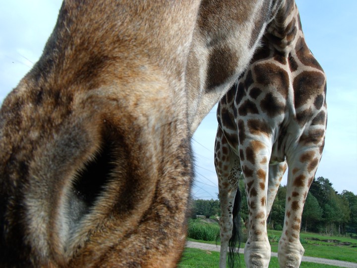 Animal