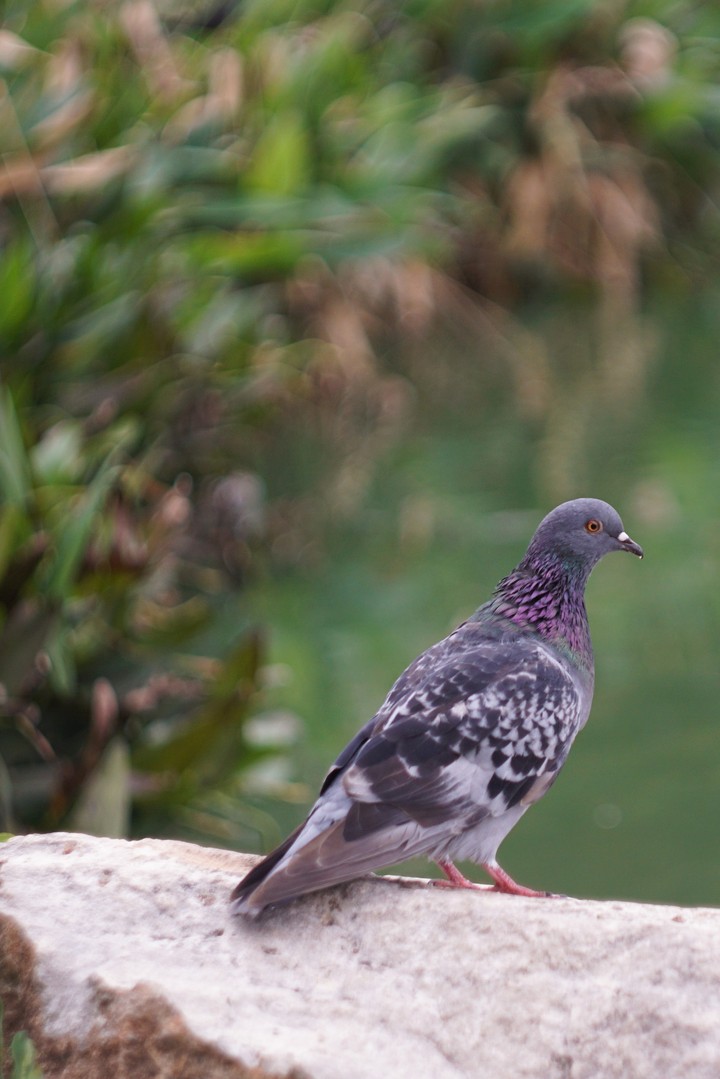 pigeon